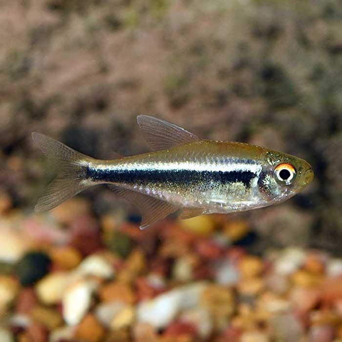 Black Neon Tetra - PetBuy