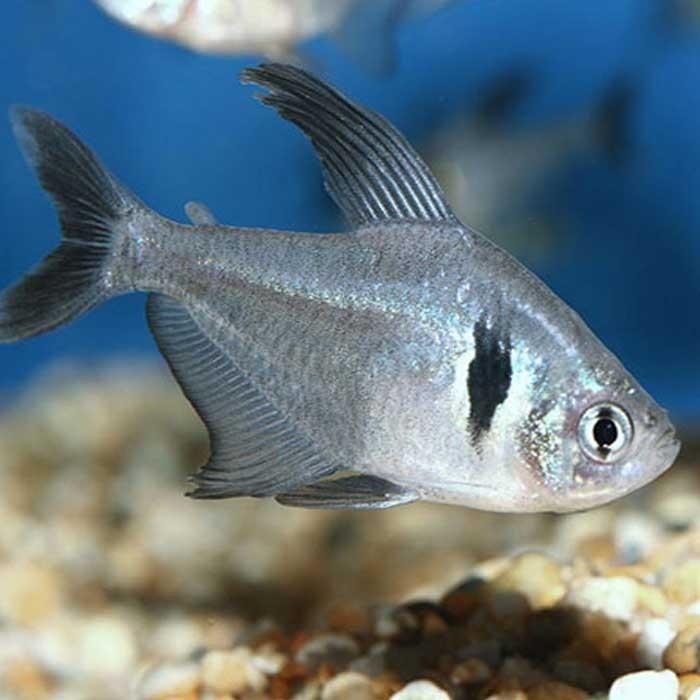 Black Phantom Tetra - PetBuy