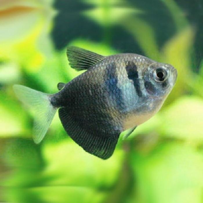 Black Widow Tetra - PetBuy