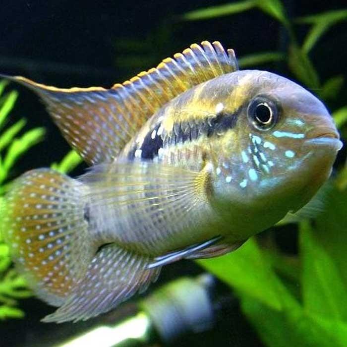 Blue Acara Cichlid - PetBuy