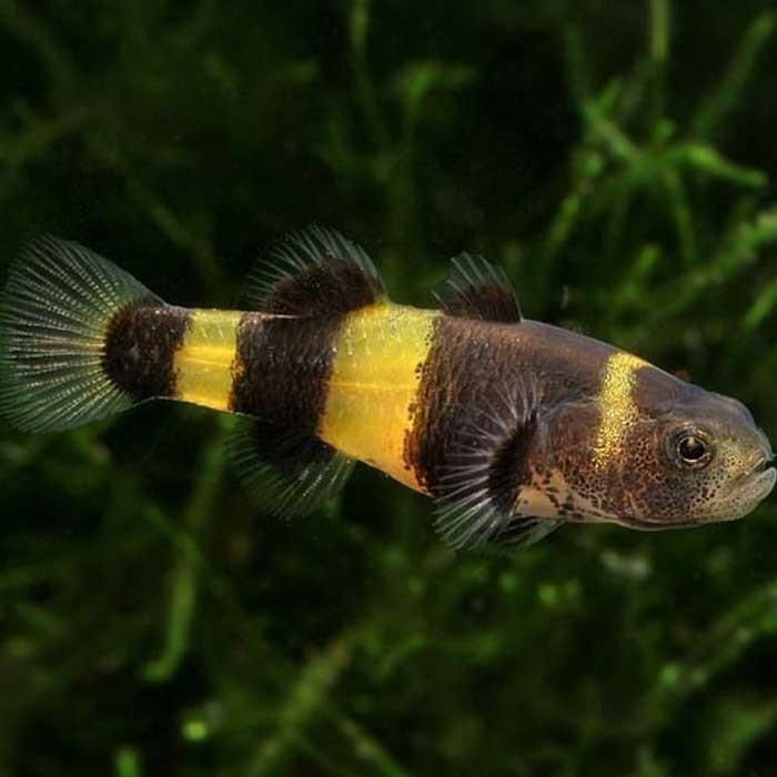 Bumble Bee Goby - PetBuy