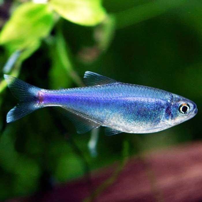 Cochu's Blue Tetra - PetBuy