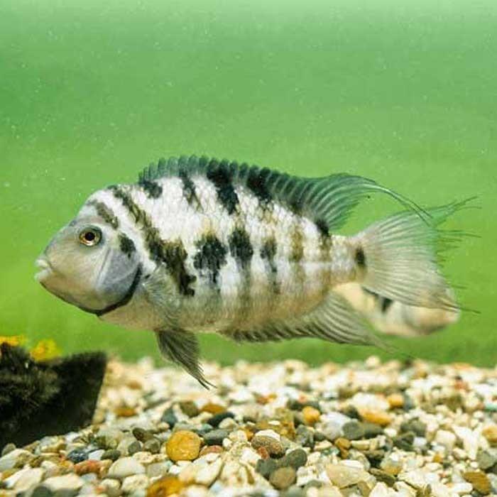 Convict Cichlid - PetBuy