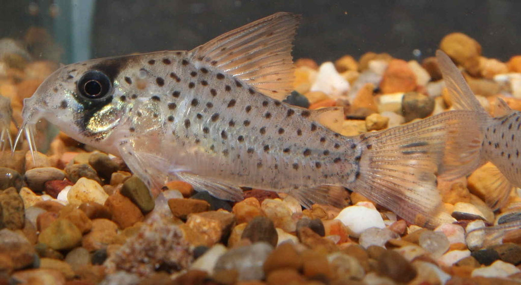 Corydoras Atropersonatus - PetBuy