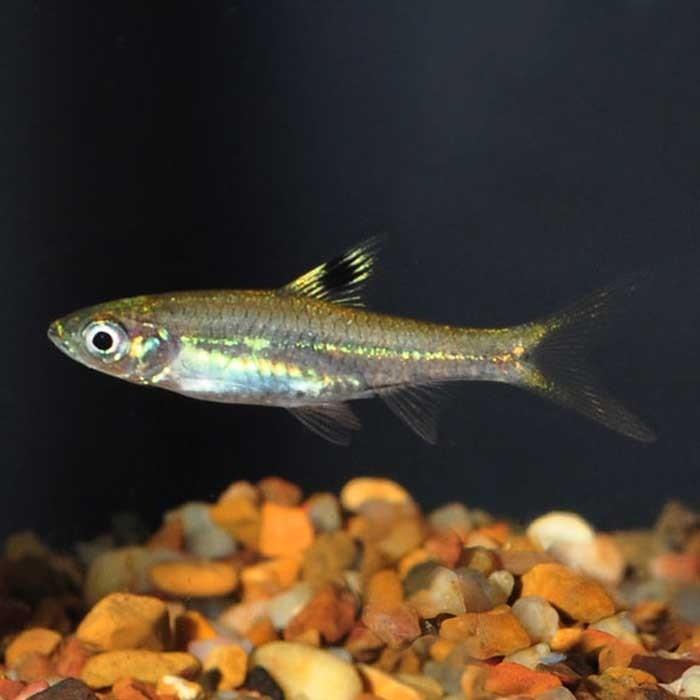 Emerald Eye Rasbora - PetBuy