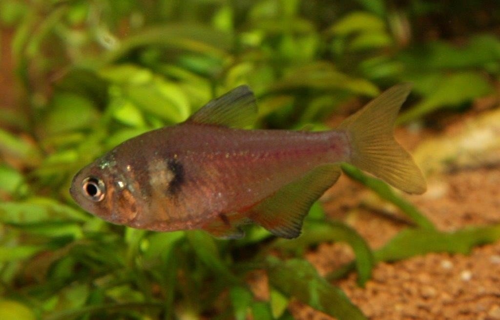 Flame Tetra - PetBuy