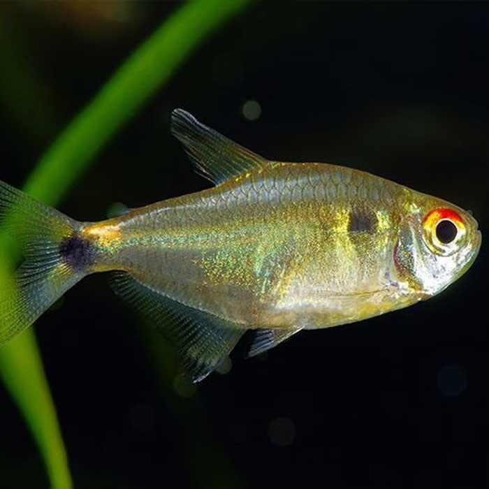 Head & Tail Light Tetra - PetBuy