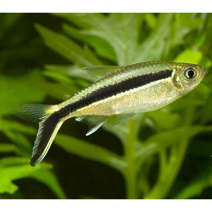 Hockey Stick Tetra - PetBuy