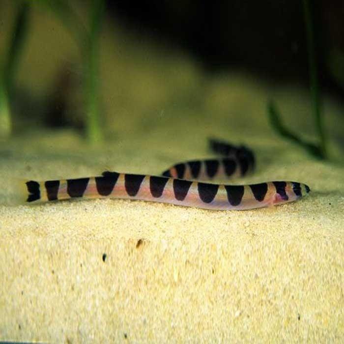 Kuhlii Loach - PetBuy