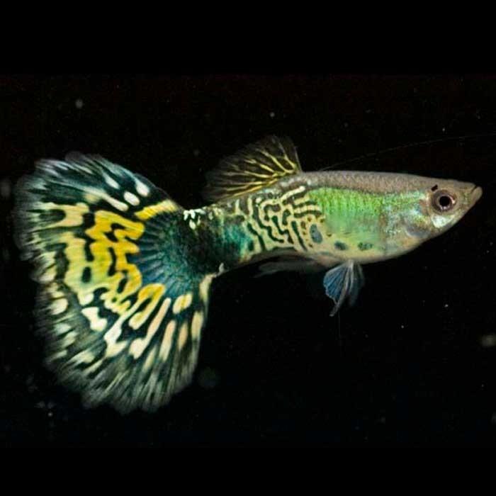 Male Cobra Green Guppy - PetBuy