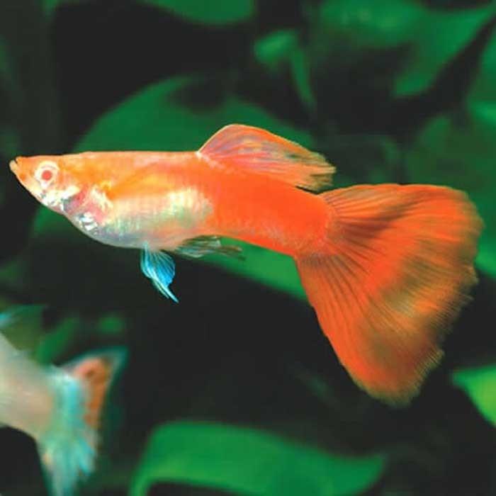 Male Flamingo Red Guppy - PetBuy