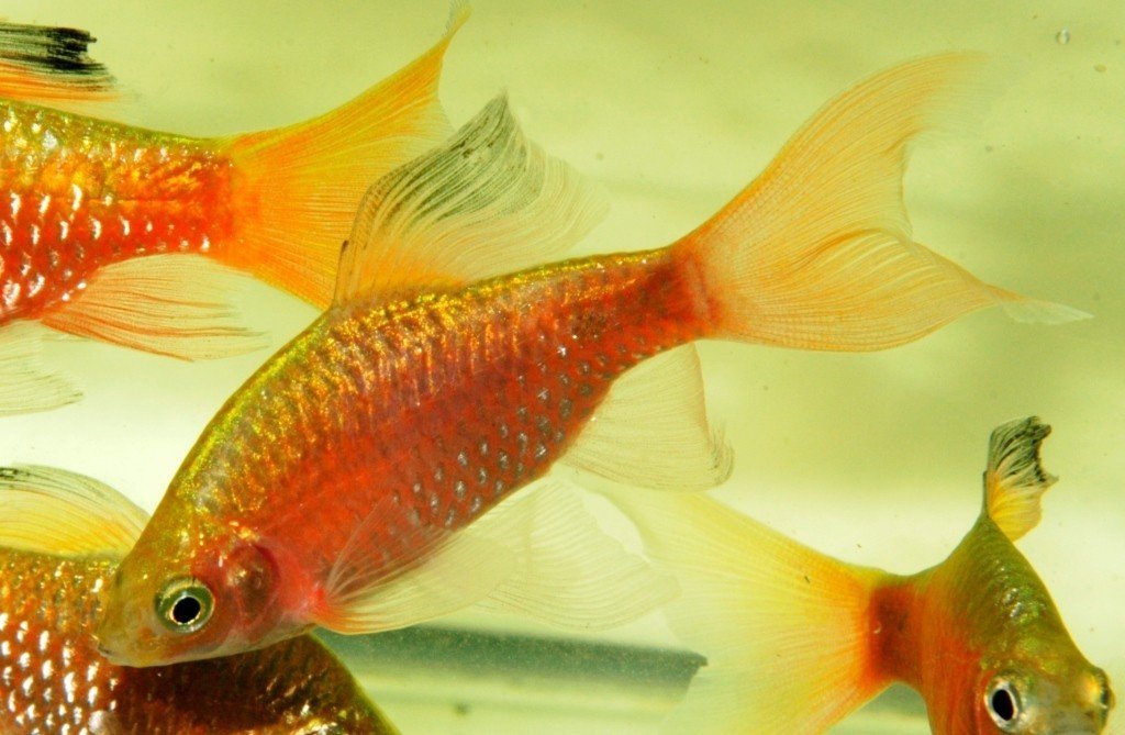 Male Rosy Barb - PetBuy