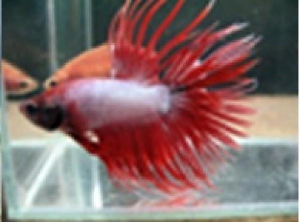 Male Siamese Betta Crowntail - PetBuy