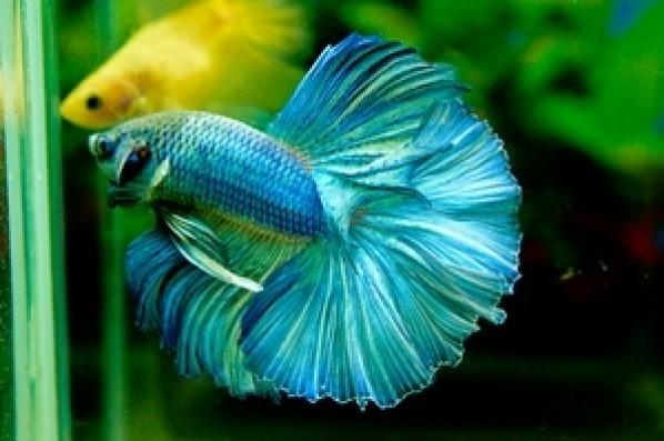 Male Siamese Betta Dragon - PetBuy