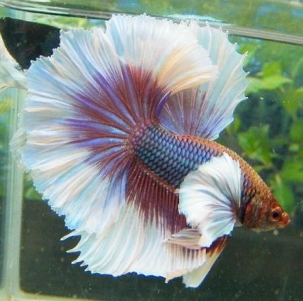 Male Siamese Betta Elephant Ear - PetBuy