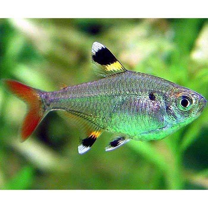 Pristella Tetra - PetBuy