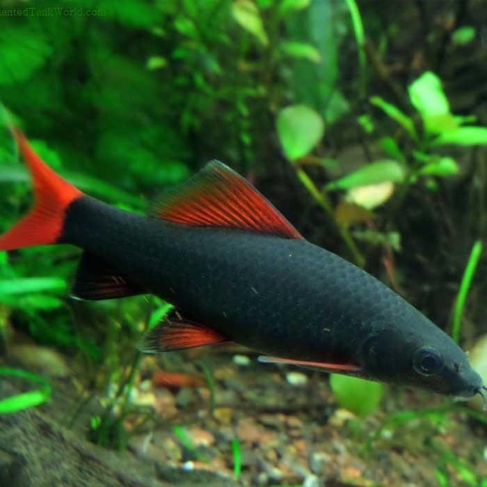 Rainbow Shark - PetBuy