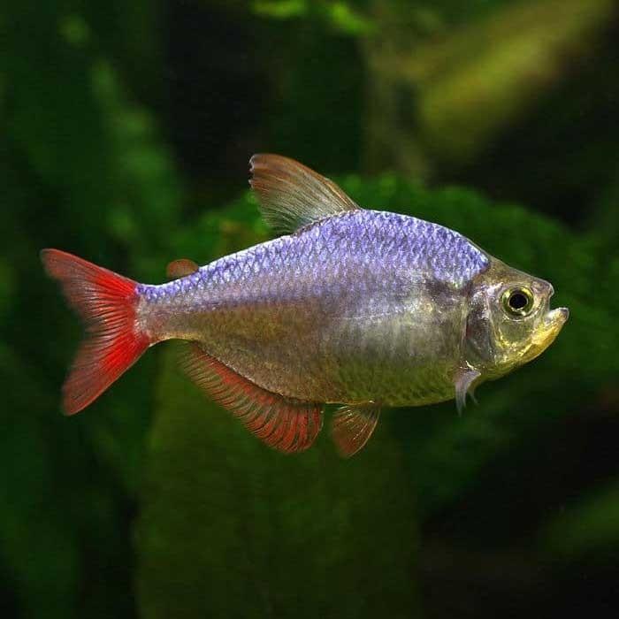 Red / Blue Colombian Tetra - PetBuy