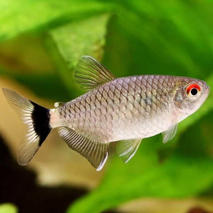 Red Eye Tetra - PetBuy