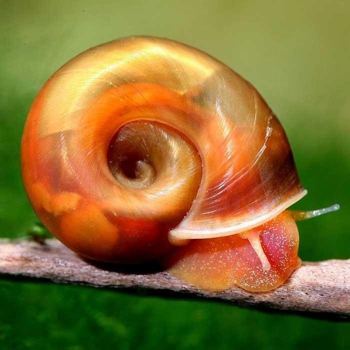 Red Ramshorn Snails - PetBuy