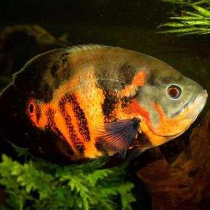 Red Tiger Oscar - PetBuy