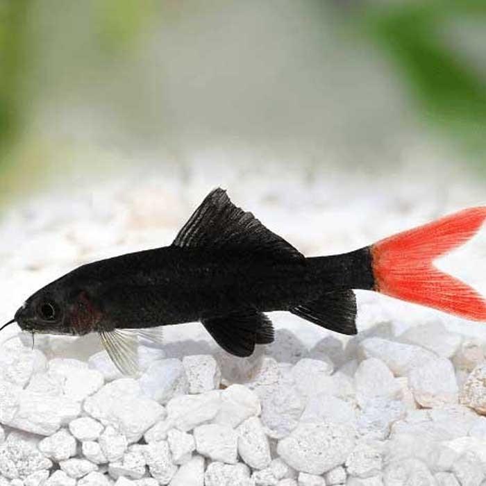 Redtail Shark - PetBuy