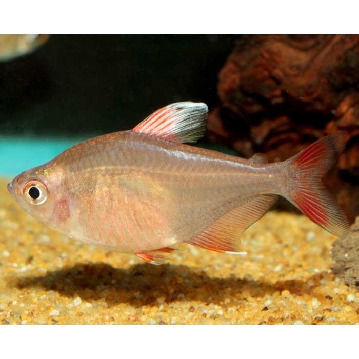 Rosy Tetra - PetBuy