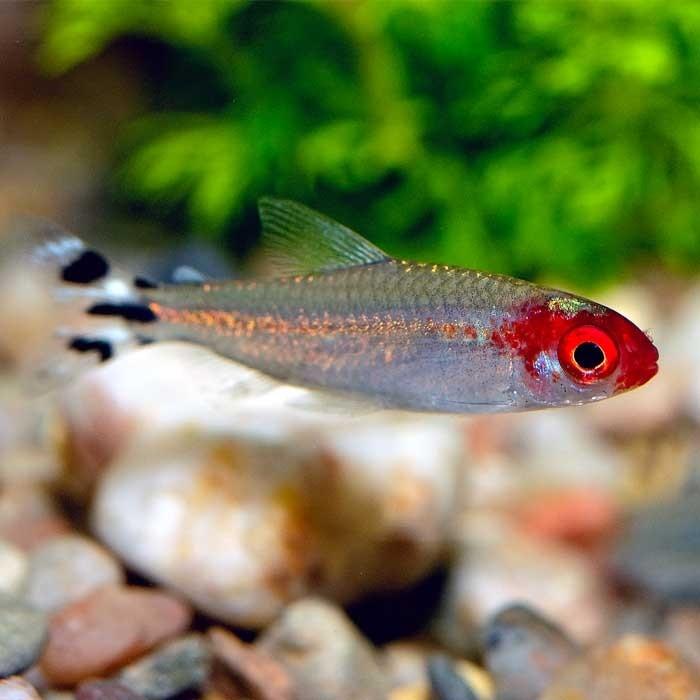 Rummynose Tetra - PetBuy