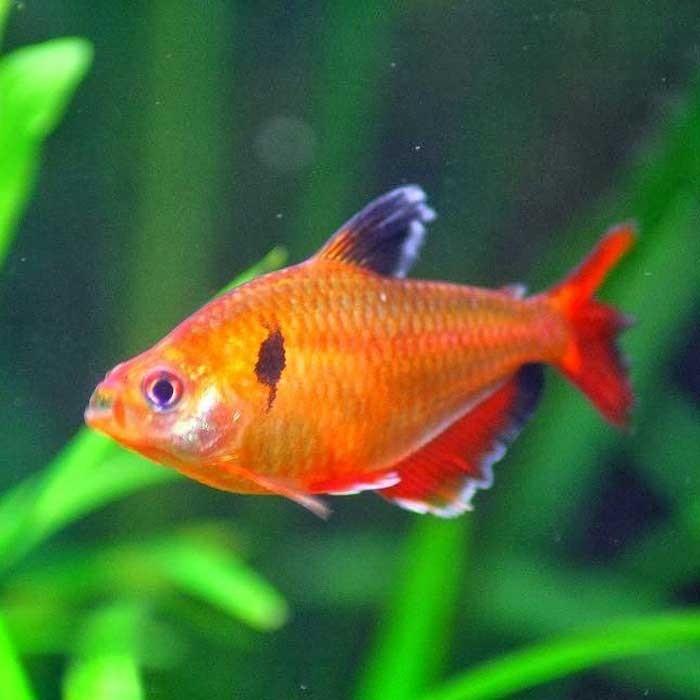 Serpae Tetra - PetBuy