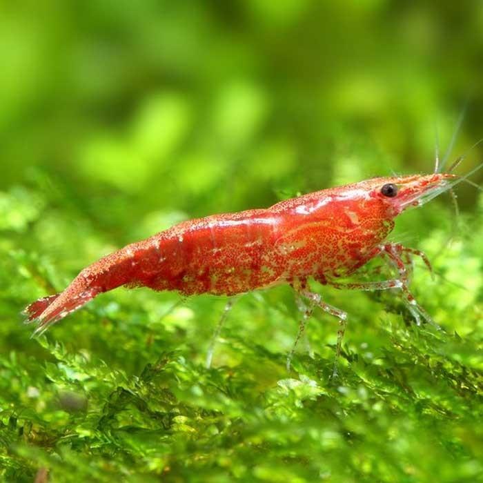 Shrimp - Cherry Red Shrimp - Cherry Red $549 - PetBuy