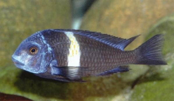 Tropheus Duboisi - Juvenile Colour - PetBuy